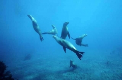 Californian Sea Lions (Zalophus californianus) Californian Sea Lions (Zalophus californianus)