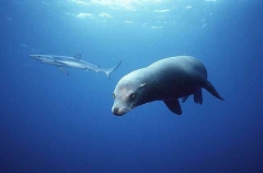Californian Sea Lion (Zalophus californianus) Californian Sea Lion (Zalophus californianus)