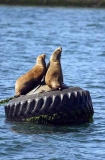 Californian Sea Lions (Zalophus californianus)