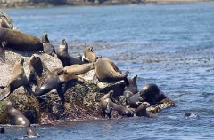 Californian Sea Lions (Zalophus californianus) Californian Sea Lions (Zalophus californianus)