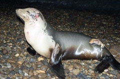 Californian Sea Lion (Zalophus californianus) Californian Sea Lion (Zalophus californianus)