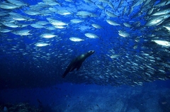Californian Sea Lion (Zalophus californianus) Californian Sea Lion (Zalophus californianus)