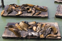 Californian Sea Lions (Zalophus californianus) Californian Sea Lions (Zalophus californianus)