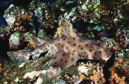 California Horn Shark (Heterodontus francisci) California Horn Shark (Heterodontus francisci)