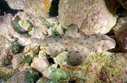 California Horn Shark (Heterodontus francisci) California Horn Shark (Heterodontus francisci)