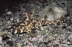Californian Horn Shark (Heterodontus francisci) Californian Horn Shark (Heterodontus francisci)