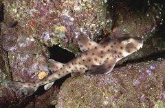 California Horn Shark (Heterodontus francisci) California Horn Shark (Heterodontus francisci)