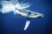 Humpback Whale (Megaptera novaeangliae) Humpback Whale (Megaptera novaeangliae)