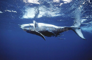 Humpback Whale (Megaptera novaeangliae) Humpback Whale (Megaptera novaeangliae)