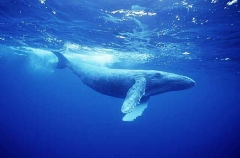 Humpback Whale (Megaptera novaeangliae) Humpback Whale (Megaptera novaeangliae)