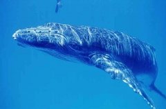 Humpback Whale (Megaptera novaeangliae) Humpback Whale (Megaptera novaeangliae)