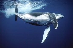Humpback Whale (Megaptera novaeangliae) Humpback Whale (Megaptera novaeangliae)