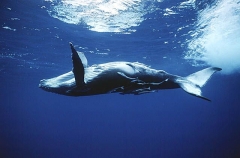 Humpback Whale (Megaptera novaeangliae) Humpback Whale (Megaptera novaeangliae)