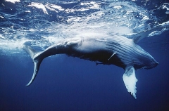 Humpback Whale (Megaptera novaeangliae) Humpback Whale (Megaptera novaeangliae)