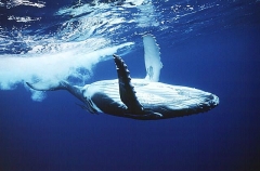 Humpback Whale (Megaptera novaeangliae) Humpback Whale (Megaptera novaeangliae)