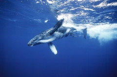 Humpback Whale (Megaptera novaeangliae) Humpback Whale (Megaptera novaeangliae)