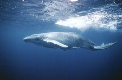 Humpback Whale (Megaptera novaeangliae) Humpback Whale (Megaptera novaeangliae)