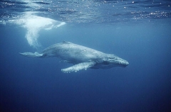 Humpback Whale (Megaptera novaeangliae) Humpback Whale (Megaptera novaeangliae)