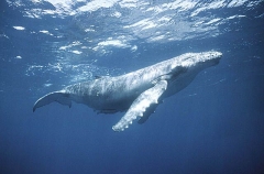 Humpback Whale (Megaptera novaeangliae) Humpback Whale (Megaptera novaeangliae)