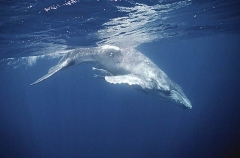 Humpback Whale (Megaptera novaeangliae) Humpback Whale (Megaptera novaeangliae)