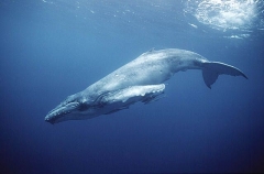 Humpback Whale (Megaptera novaeangliae) Humpback Whale (Megaptera novaeangliae)
