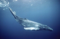 Humpback Whale (Megaptera novaeangliae) Humpback Whale (Megaptera novaeangliae)