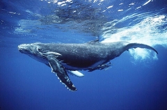 Humpback Whale (Megaptera novaeangliae) Humpback Whale (Megaptera novaeangliae)