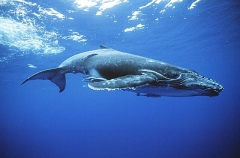 Humpback Whale (Megaptera novaeangliae) Humpback Whale (Megaptera novaeangliae)