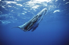Humpback Whale (Megaptera novaeangliae) Humpback Whale (Megaptera novaeangliae)