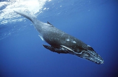 Humpback Whale (Megaptera novaeangliae) Humpback Whale (Megaptera novaeangliae)