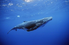 Humpback Whale (Megaptera novaeangliae) Humpback Whale (Megaptera novaeangliae)