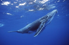 Humpback Whale (Megaptera novaeangliae) Humpback Whale (Megaptera novaeangliae)