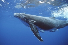 Humpback Whale (Megaptera novaeangliae) Humpback Whale (Megaptera novaeangliae)