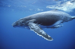 Humpback Whale (Megaptera novaeangliae) Humpback Whale (Megaptera novaeangliae)