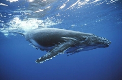 Humpback Whale (Megaptera novaeangliae) Humpback Whale (Megaptera novaeangliae)