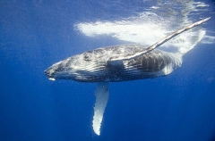 Humpback Whale (Megaptera novaeangliae) Humpback Whale (Megaptera novaeangliae)