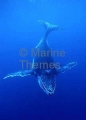 Humpback Whale (Megaptera novaeangliae) Humpback Whale (Megaptera novaeangliae)