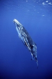 Humpback Whale (Megaptera novaeangliae) Humpback Whale (Megaptera novaeangliae)