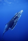 Humpback Whale (Megaptera novaeangliae) Humpback Whale (Megaptera novaeangliae)