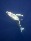 Humpback Whale (Megaptera novaeangliae) Humpback Whale (Megaptera novaeangliae)