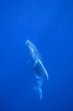 Humpback Whale (Megaptera novaeangliae) Humpback Whale (Megaptera novaeangliae)
