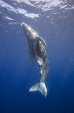 Humpback Whale (Megaptera novaeangliae) Humpback Whale (Megaptera novaeangliae)