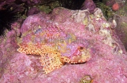 Cardinal Scorpionfish (Scorpaena cardinalis) Cardinal Scorpionfish (Scorpaena cardinalis)