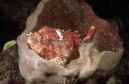 Cardinal Scorpionfish (Scorpaena cardinalis) Cardinal Scorpionfish (Scorpaena cardinalis)