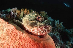 Cardinal Scorpionfish (Scorpaena cardinalis) Cardinal Scorpionfish (Scorpaena cardinalis)
