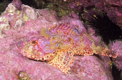 Cardinal Scorpionfish (Scorpaena cardinalis) Cardinal Scorpionfish (Scorpaena cardinalis)