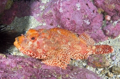 Cardinal Scorpionfish (Scorpaena cardinalis) Cardinal Scorpionfish (Scorpaena cardinalis)