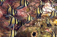 Banggai Cardinalfish (Pterapogon kauderni)