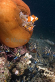 False Clown Anemonefish (Amphiprion ocellaris) False Clown Anemonefish (Amphiprion ocellaris)