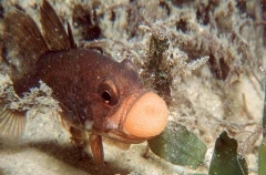 Eastern Gobbleguts Cardinalfish (Vincentia novahollandiae)